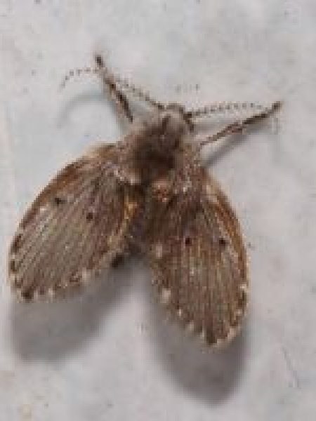 mosquinhas de Banheiro